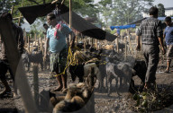 Livestock Market On The Eve Of Eid Al Adha In India