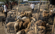 Livestock Market On The Eve Of Eid Al Adha In India