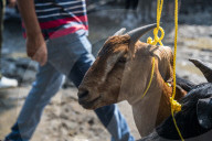 Livestock Market On The Eve Of Eid Al Adha In India