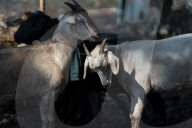 Livestock Market On The Eve Of Eid Al Adha In India