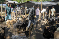 Livestock Market On The Eve Of Eid Al Adha In India