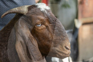 Livestock Market On The Eve Of Eid Al Adha In India