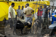 Livestock Market On The Eve Of Eid Al Adha In India