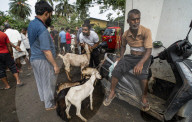 Livestock Market On The Eve Of Eid Al Adha In India