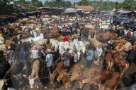 Eid Al-Adha Preparation In Indonesia