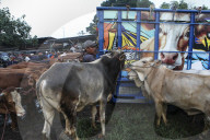 Eid Al-Adha Preparation In Indonesia