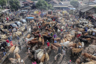 Eid Al-Adha Preparation In Indonesia