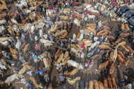 Eid Al-Adha Preparation In Indonesia