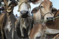 Eid Al-Adha Preparation In Indonesia