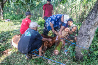 Eid Al-Adha In Indonesia