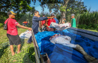 Eid Al-Adha In Indonesia