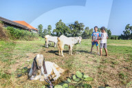 Eid Al-Adha In Indonesia