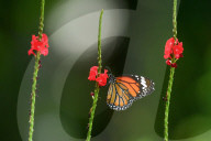 Wildlife In Sri Lanka