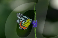 Wildlife In Sri Lanka