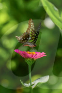 Wildlife In Sri Lanka