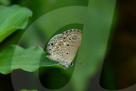 Wildlife In Sri Lanka