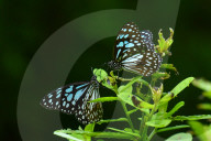 Wildlife In Sri Lanka
