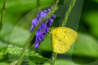 Wildlife In Sri Lanka