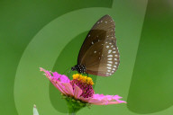 Wildlife In Sri Lanka