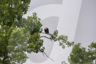 Eagles In Ohio