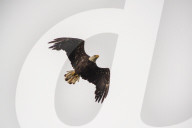Eagles In Ohio