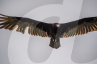 Eagles In Ohio