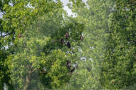 Eagles In Ohio