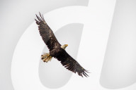 Eagles In Ohio