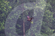 Eagles In Ohio