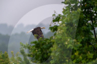 Eagles In Ohio