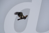 Eagles In Ohio