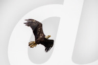 Eagles In Ohio