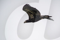 Eagles In Ohio