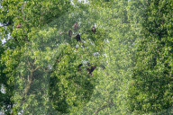 Eagles In Ohio