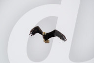 Eagles In Ohio