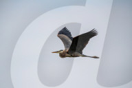 Eagles In Ohio