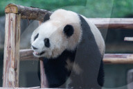 Chongqing Zoo Giant Pandas
