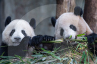 Chongqing Zoo Giant Pandas