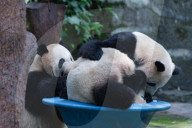 Chongqing Zoo Giant Pandas