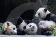 Chongqing Zoo Giant Pandas