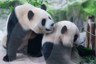 Chongqing Zoo Giant Pandas