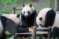 Chongqing Zoo Giant Pandas