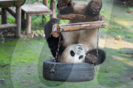Chongqing Zoo Giant Pandas
