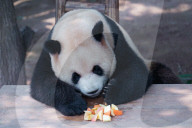 Chongqing Zoo Giant Pandas