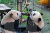 Chongqing Zoo Giant Pandas