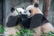 Chongqing Zoo Giant Pandas