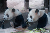 Chongqing Zoo Giant Pandas