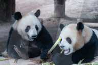 Chongqing Zoo Giant Pandas