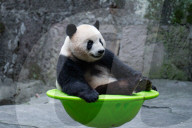 Chongqing Zoo Giant Pandas