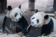 Chongqing Zoo Giant Pandas